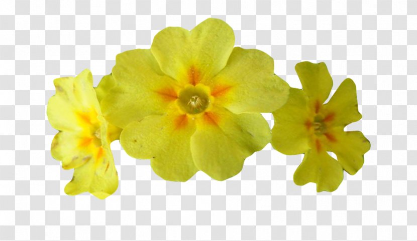 Cowslip Extract Alchemilla Vulgaris Peppermint Officinalis - Primula - Extraction Transparent PNG