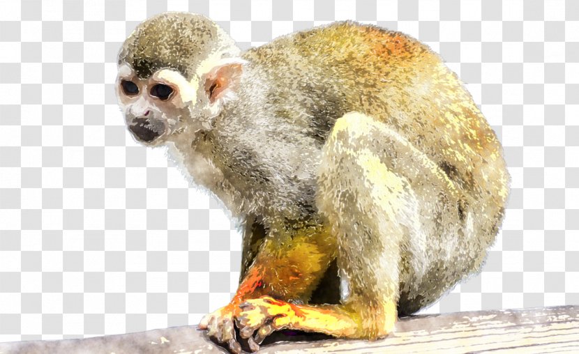 Squirrel Monkey Cercopithecidae Old World New Monkeys - Fauna Transparent PNG