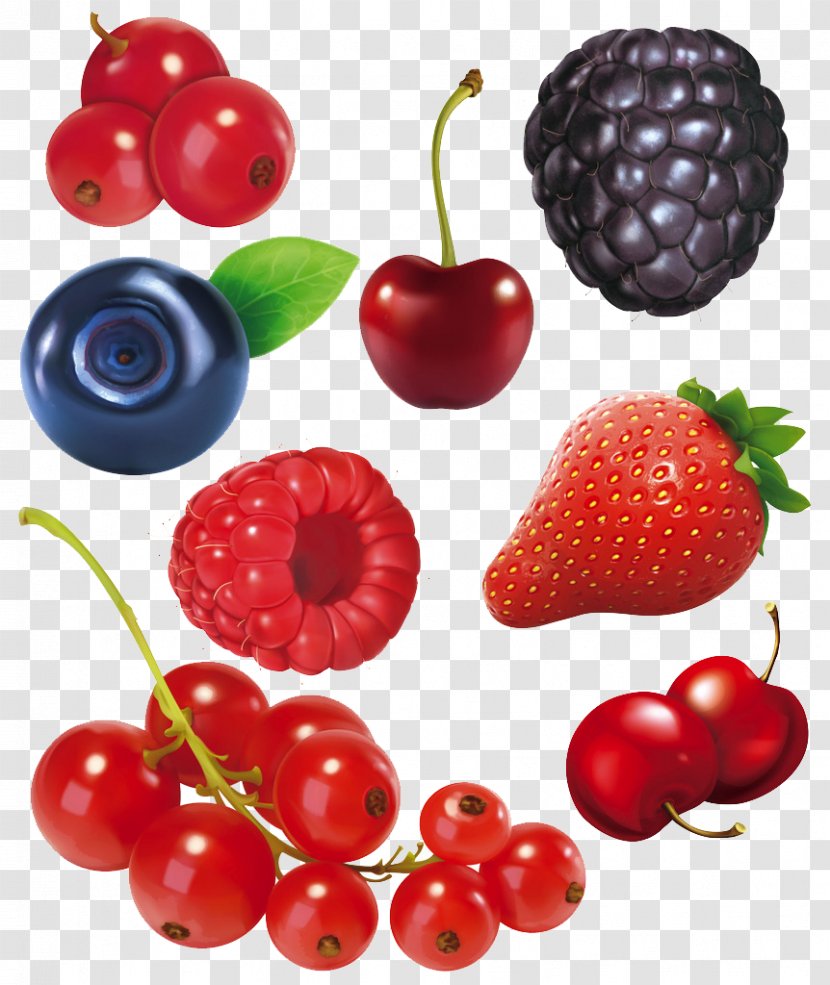 Frutti Di Bosco Fruit Blackberry - Cartoon Collection Transparent PNG