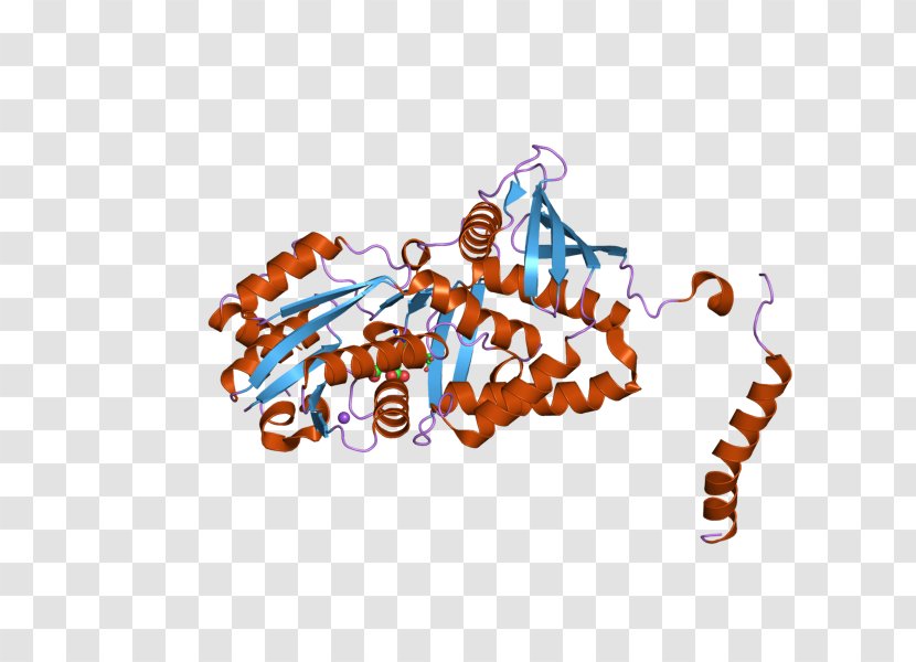 Argininosuccinate Synthetase 1 Synthase Argininosuccinic Acid Enzyme - Protein Transparent PNG