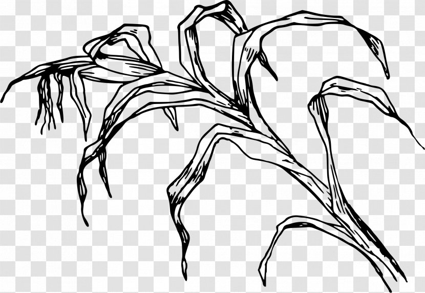 Sketch Drawing Illustration Graphics Beak - Flower - Character Transparent PNG
