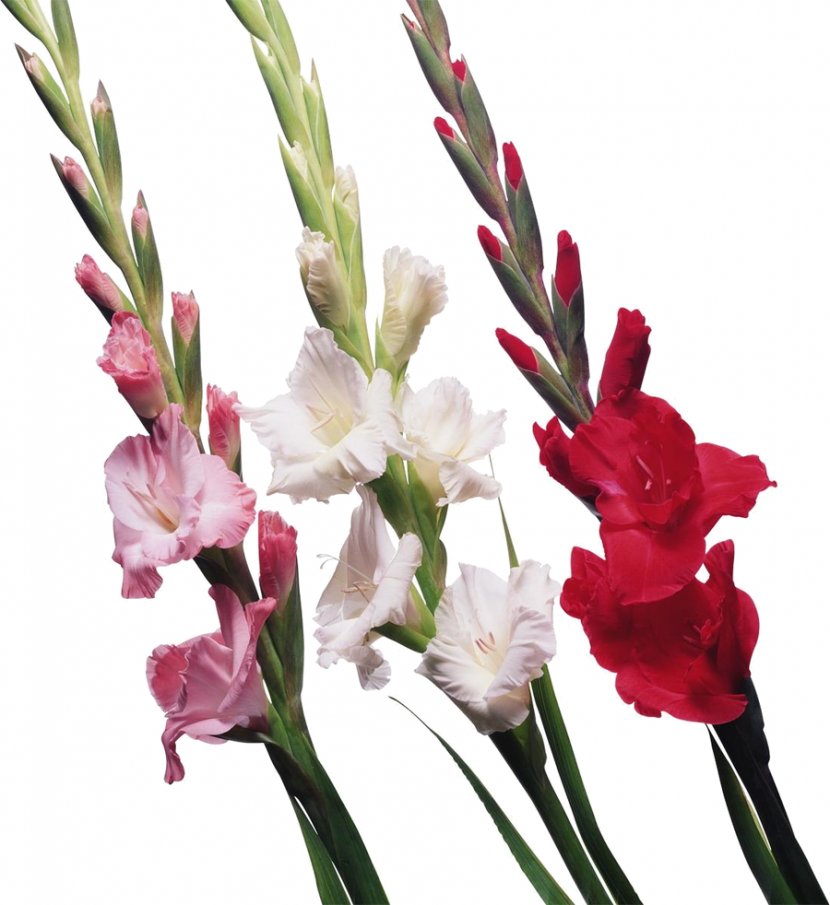 Gladiolus Bulb Cut Flowers Iridaceae - Flower Transparent PNG