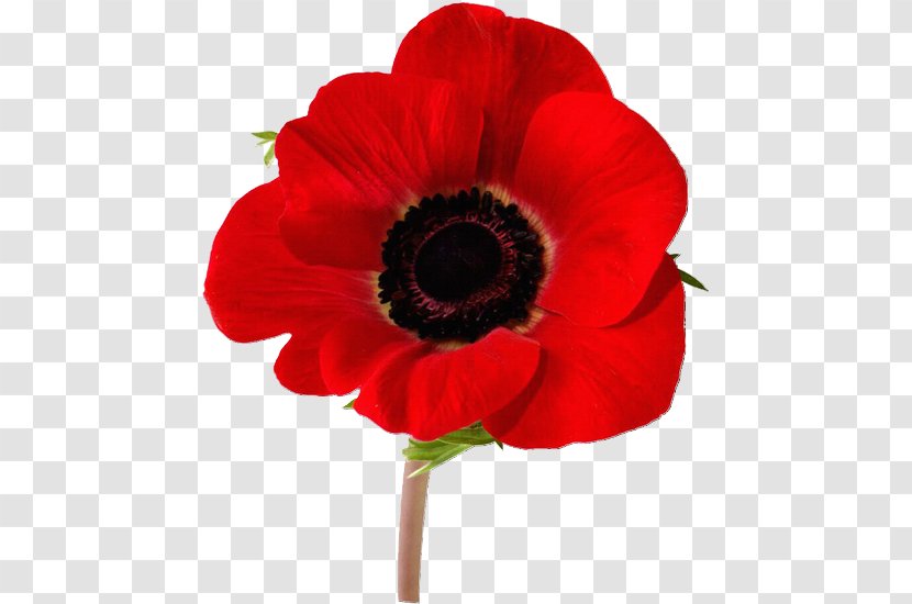Remembrance Poppy Tattoo Opium Flash - Seed Plant Transparent PNG