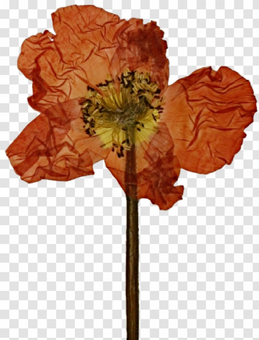 Pressed Flower Craft Poppy Cut Flowers Petal - Lotus Transparent PNG