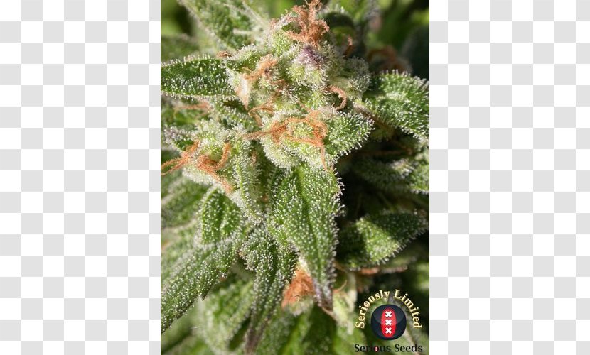 Cannabis Cannabidiol Seed Marijuana Head Shop - Hemp Transparent PNG