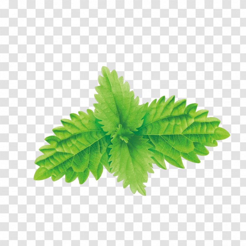 Mentha Spicata Euclidean Vector Photography Illustration - Green Mint Leaves Transparent PNG