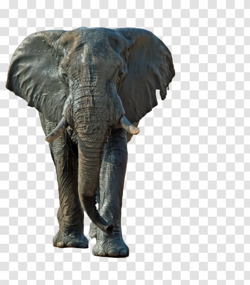 Indian Elephant - Wildlife - Working Animal Snout Transparent PNG