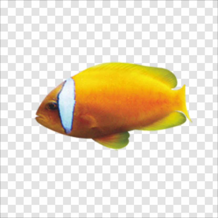 Goldfish Cartoon - Yellow - Fish Transparent PNG