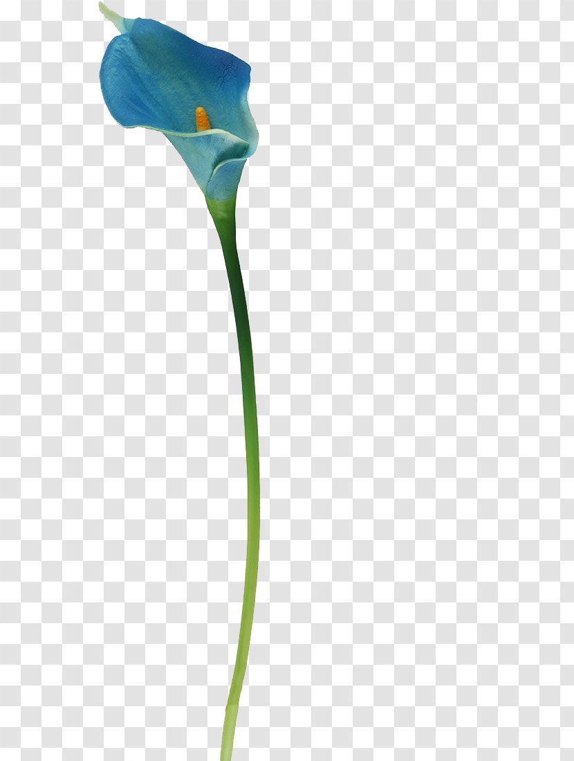 Lily Flower Cartoon - Plant - Morning Glory Arum Transparent PNG