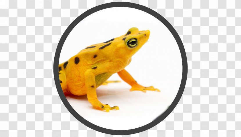 Panamanian Golden Frog Smithsonian Institution Conservation And Research Center Amphibian - Organism Transparent PNG