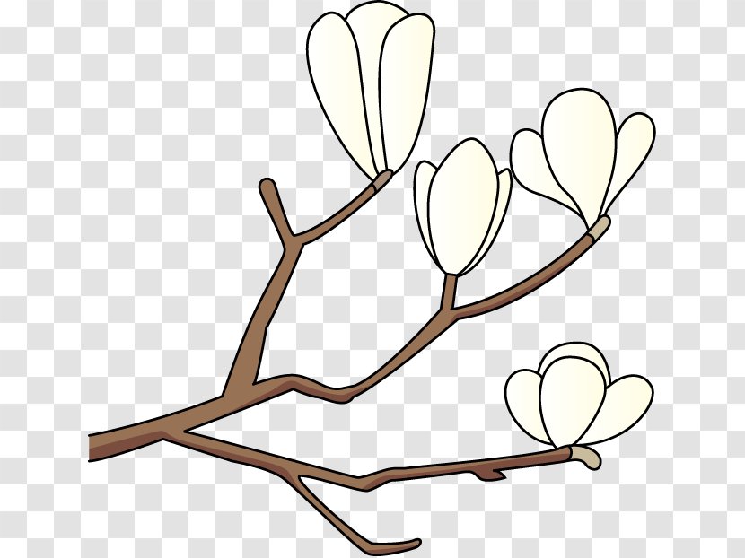 Magnolia Kobus Southern Clip Art - Frame Transparent PNG