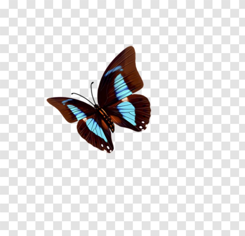 Butterfly Nymphalidae Transparent PNG
