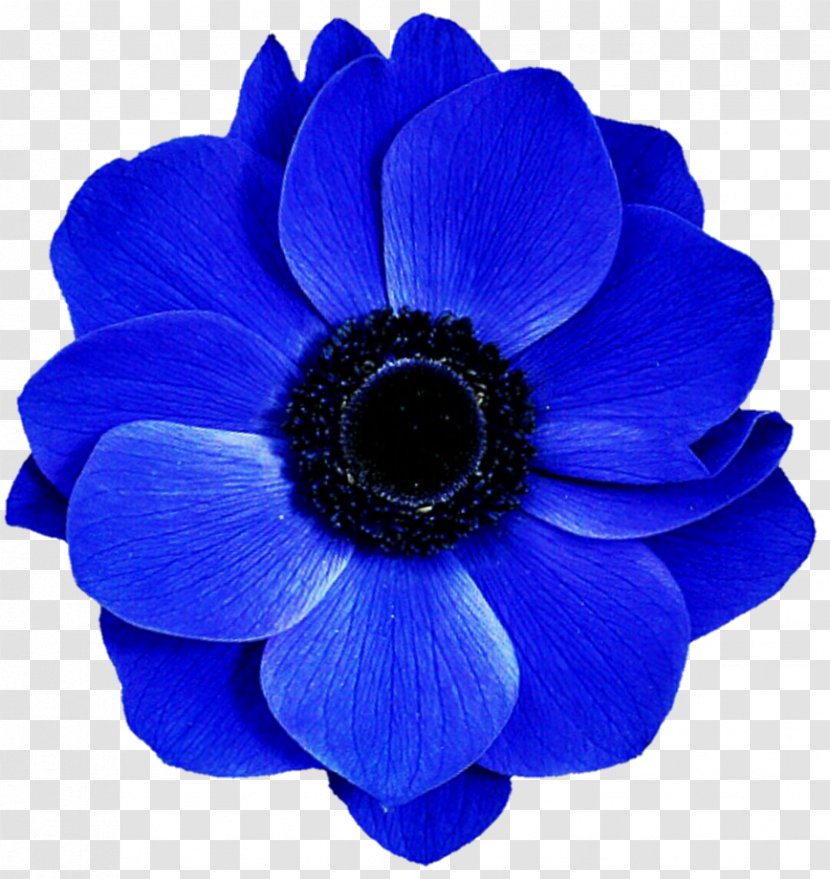 Cut Flowers Cobalt Blue Electric - Violet - Anemone Transparent PNG