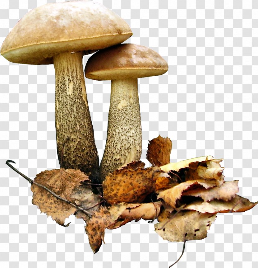 Brown Cap Boletus Fungus Leccinum Scabrum Edible Mushroom - Drawing Transparent PNG