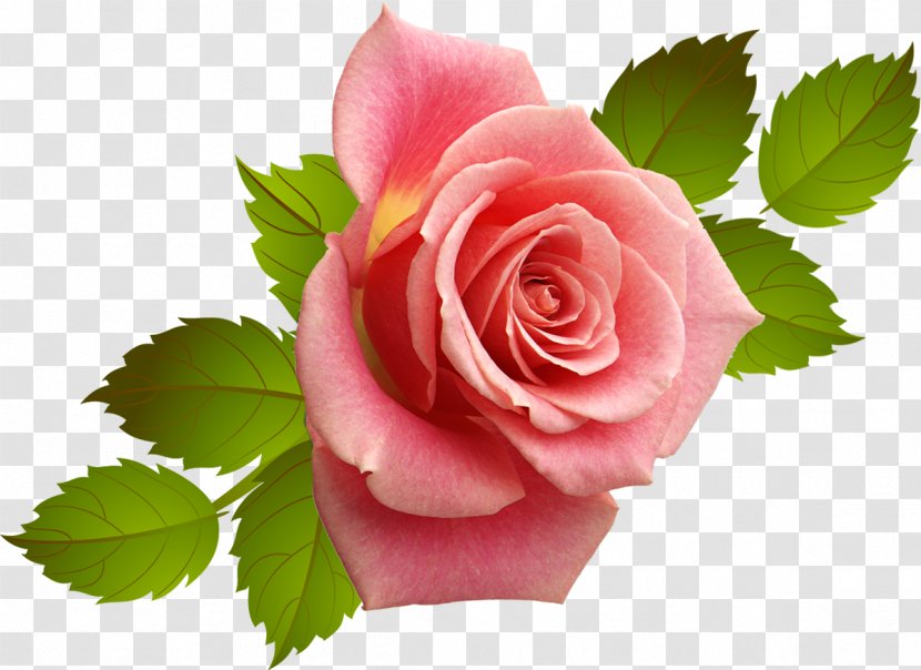 Cut Flowers Centifolia Roses Garden Rosaceae - Plant - Pink Rose Transparent PNG