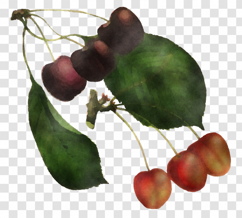 Leaf Plant Tree Fruit Woody Plant Transparent PNG