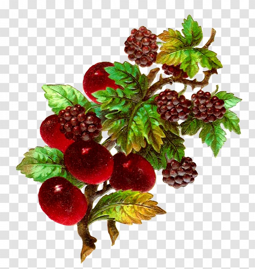 Fruit Blackberry Clip Art - Food - Berries Transparent PNG