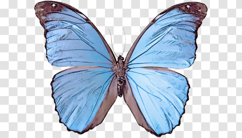 Monarch Butterfly Transparent PNG