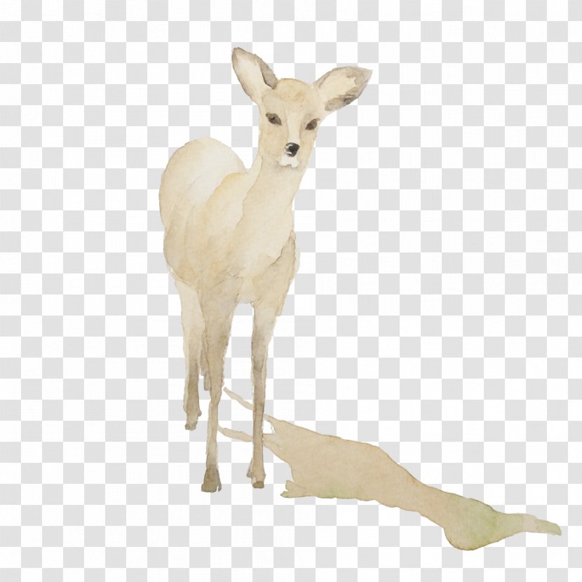 White-tailed Deer Japan - Cartoon - Hand-painted Transparent PNG