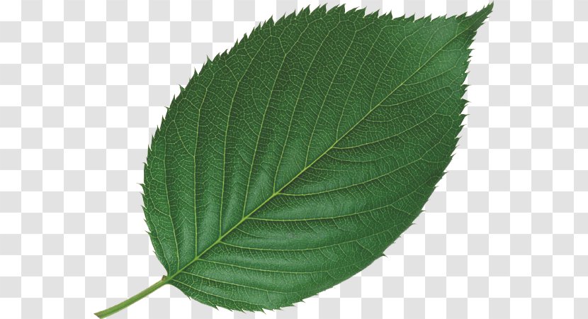 Leaf Bladnerv Plant Mint Tree - Leaves Transparent PNG