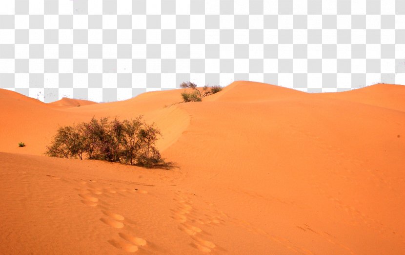 Sahara Erg Desert Plants Singing Sand Transparent PNG