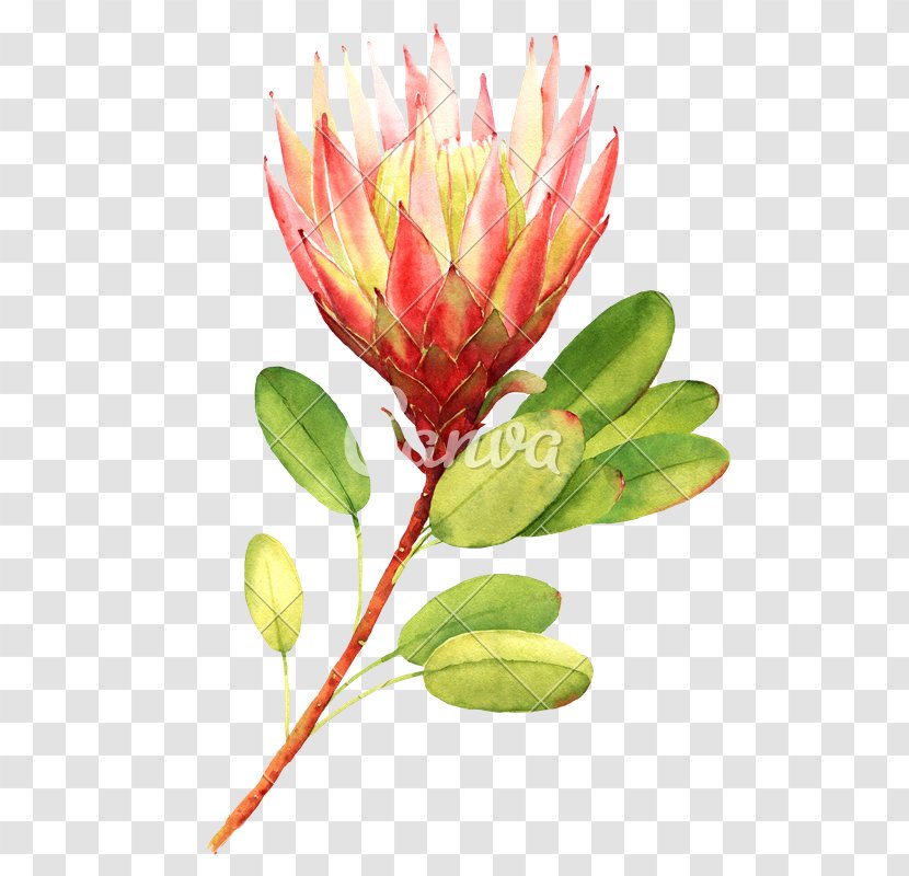 Flower Bouquet Stock Photography Drawing Floral Design - Protea Family - Spp Cynaroides Transparent PNG