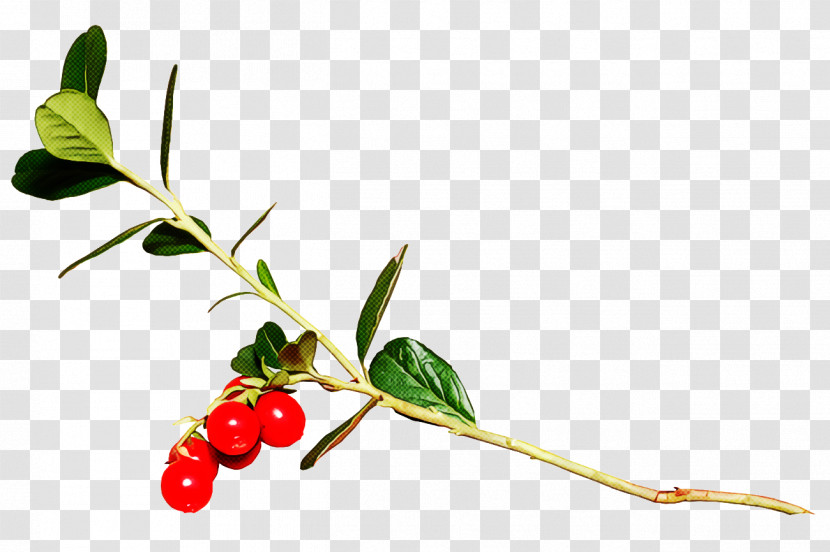 Christmas Holly Ilex Holly Transparent PNG