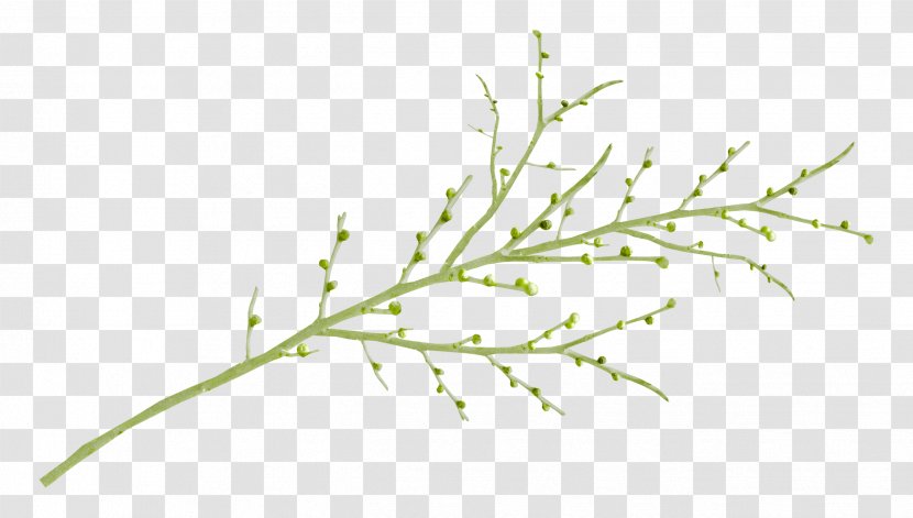 Leaf Branch - Grass Transparent PNG