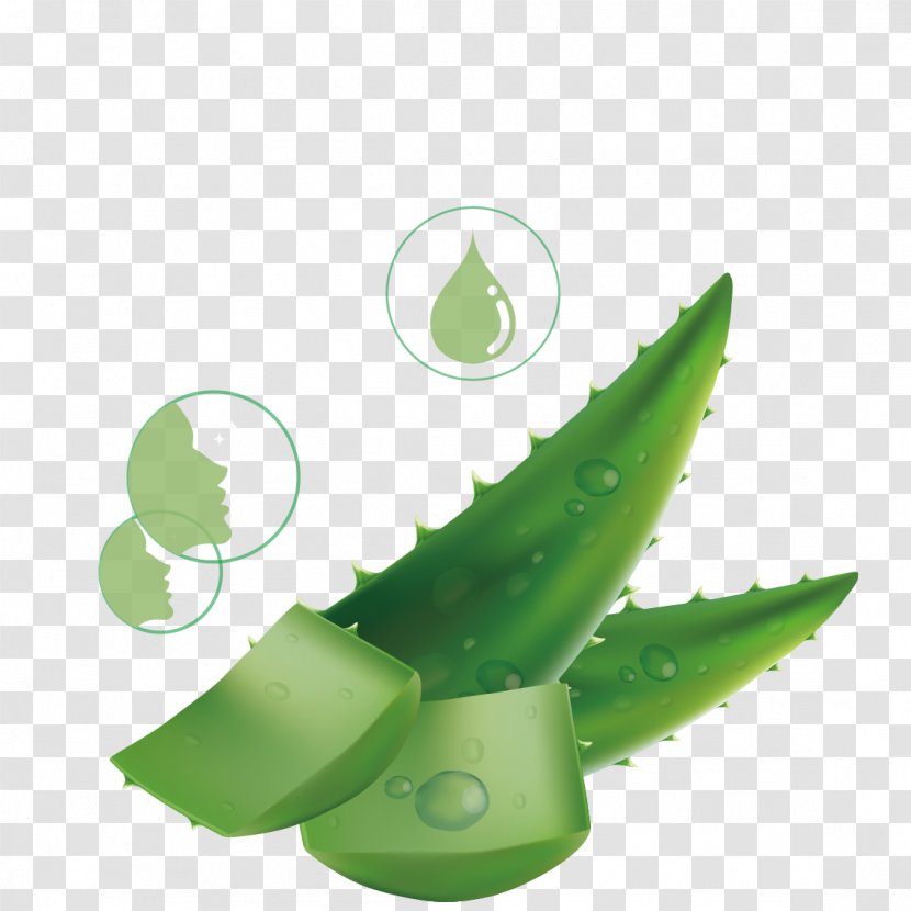 Aloe Vera Drop Liquid Leaf - Skin - AntiAging Transparent PNG