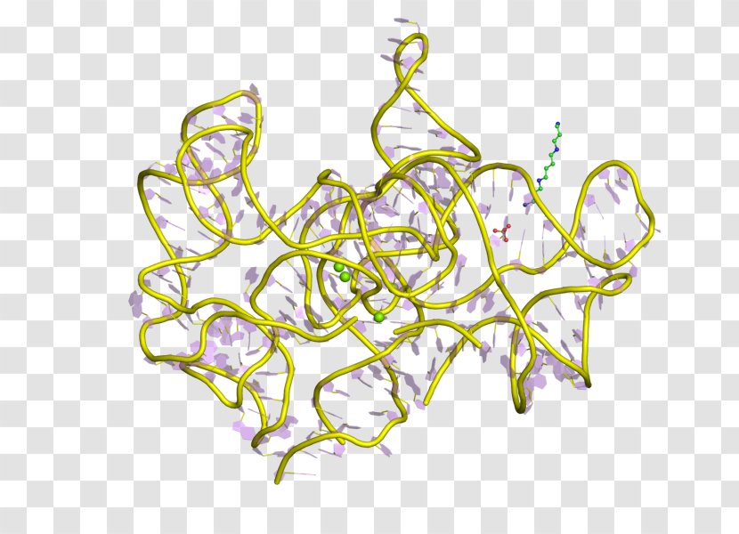 Group I Catalytic Intron Ribozyme RNA Splicing II - Tree - Silhouette Transparent PNG