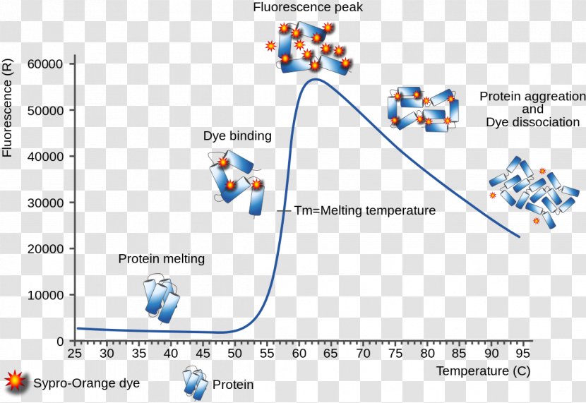 Thermal Shift Assay Tryptophan Protein Diagram Biochemistry - Cell - Drug Transparent PNG