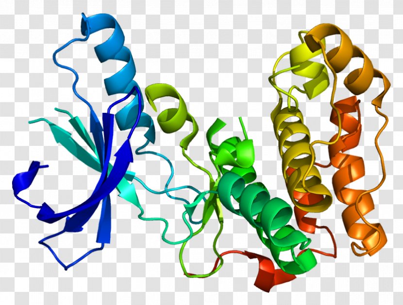 Serine/threonine-specific Protein Kinase Enzyme - Heart - Watercolor Transparent PNG