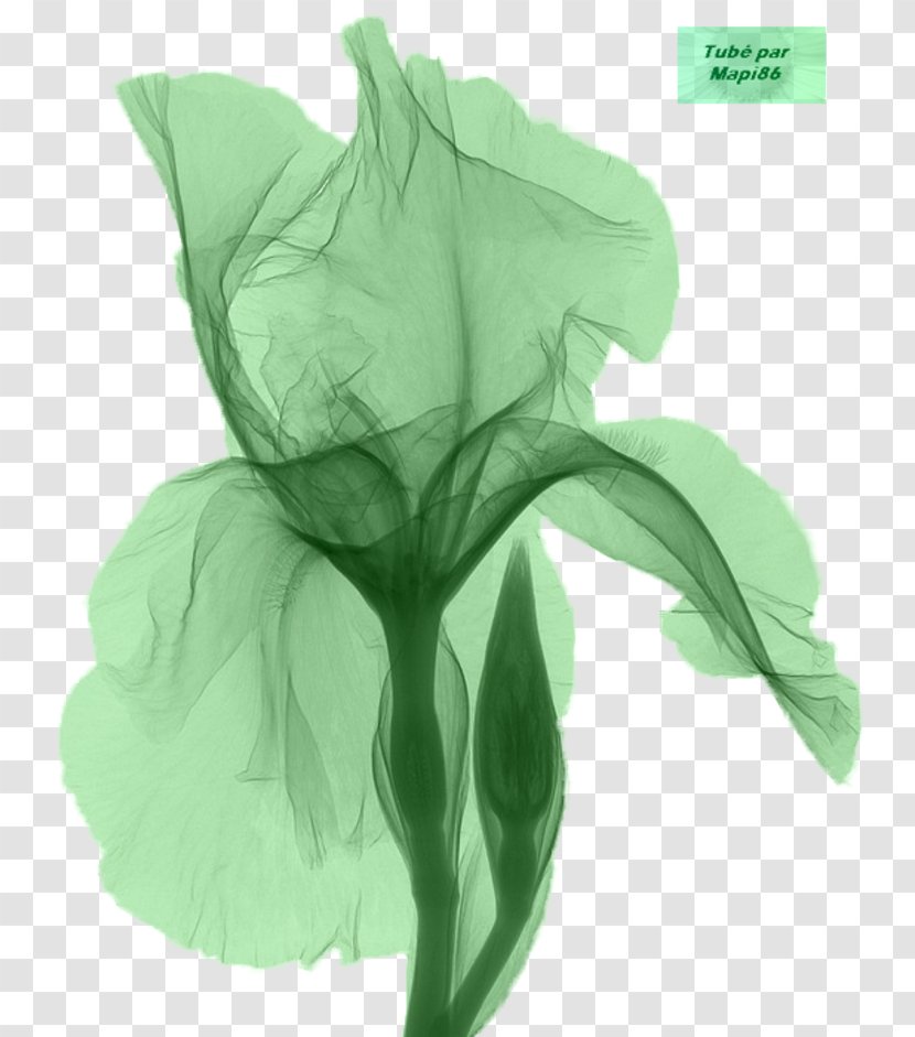 Northern Blue Flag X-ray Iris Flower Data Set Croatica - Irises Transparent PNG