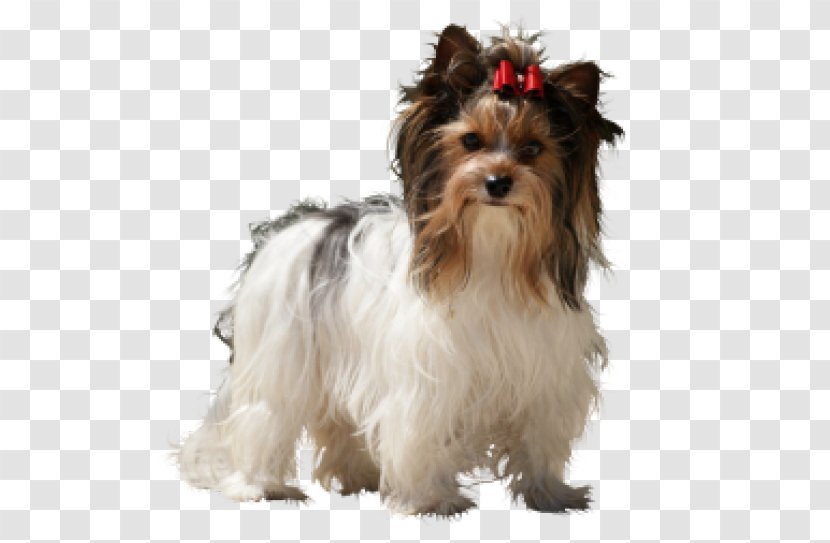 Yorkshire Terrier Australian Silky Morkie Havanese Dog Puppy - Biewer Transparent PNG