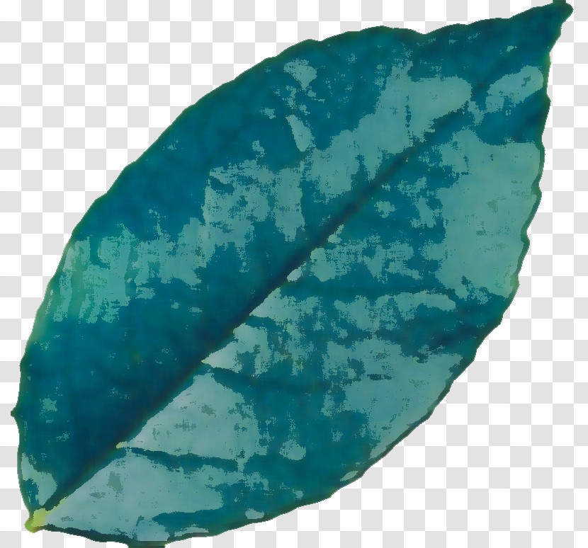 Leaf Turquoise Biology Plants Science Transparent PNG