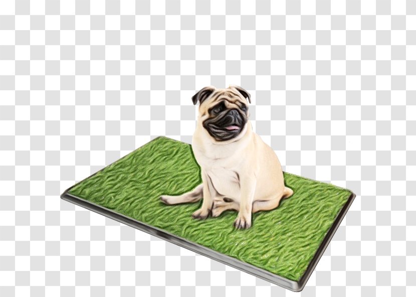 Pug Dog Breed Companion Toy Snout - Grass Transparent PNG