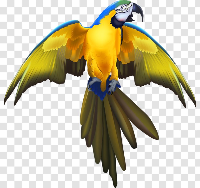 Parrot Budgerigar Lovebird Transparent PNG