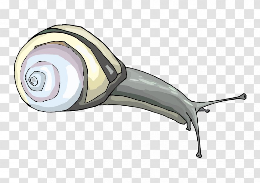 Snail Escargot Gastropods Clip Art - Animal - Vector Cartoon Transparent PNG