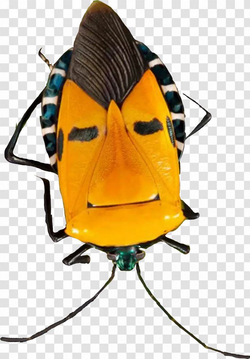 Beetle Yogurt Guy TYO:3765 Pollinator - Yellow - Bugs Transparent PNG