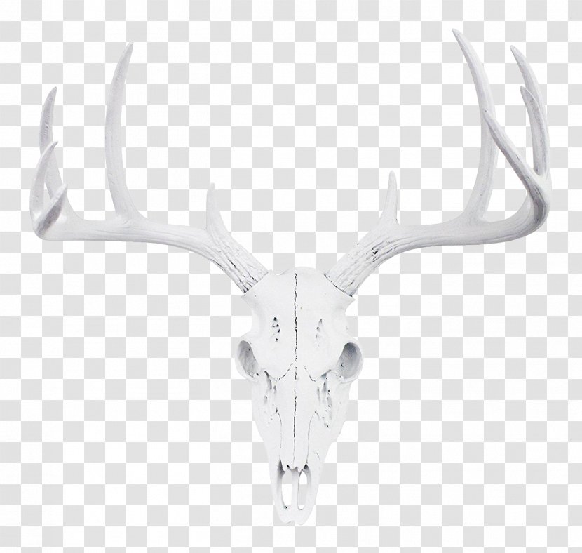 Reindeer White-tailed Deer Antler Roe - Taxidermy - Large Head Transparent PNG