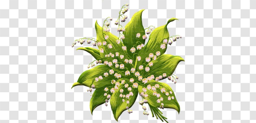 Arum-lily Flower Bud Lilium Transparent PNG
