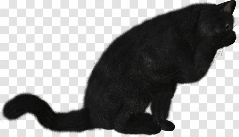 Black Cat Photography Clip Art - Animal Transparent PNG