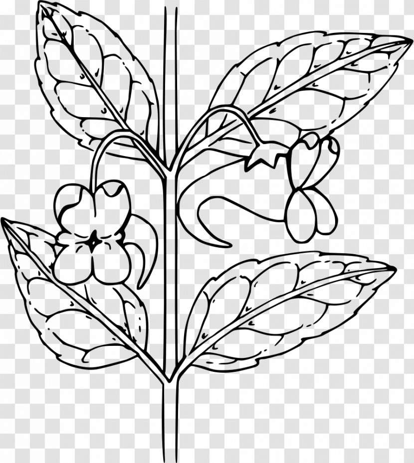 Brush-footed Butterflies Floral Design Flower Spotted Touch-me-not Clip Art - Coloring Book Transparent PNG