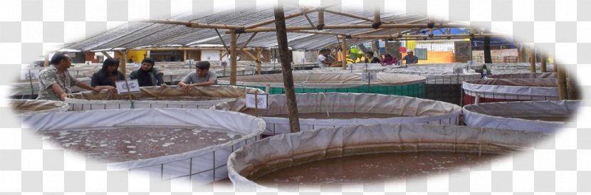 Clarias Livestock Animal Husbandry Budi Daya Chicken - Panorama - Pecel Lele Transparent PNG