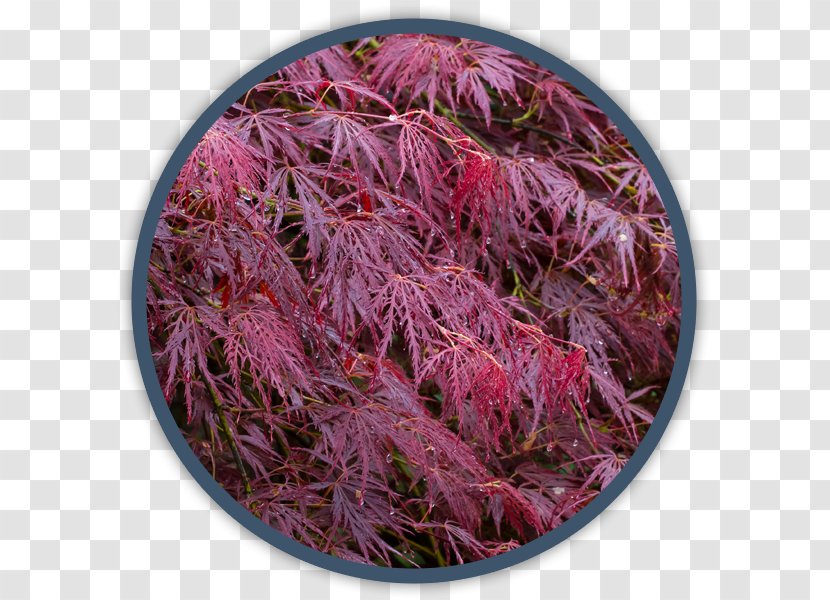 Tree Annual Plant Perennial Shade Flower - Edible Weeds In Your Yard Transparent PNG