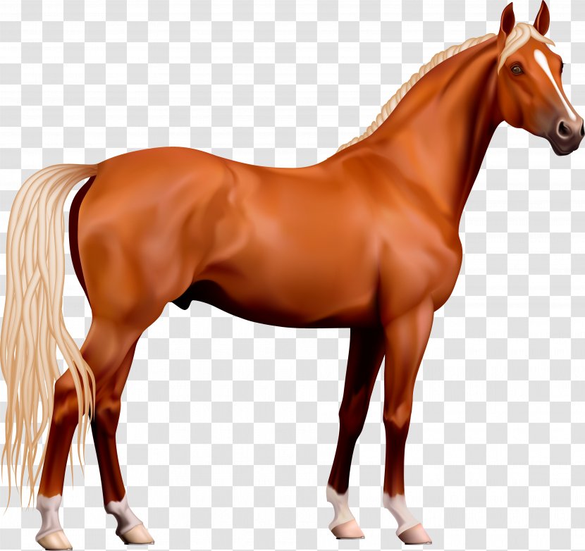 Horse Clip Art Stallion Openclipart - Mare Transparent PNG