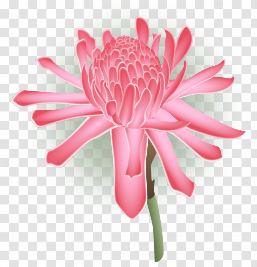 Cut Flowers Chrysanthemum Transvaal Daisy Family - Plant - Tropical Flower Transparent PNG