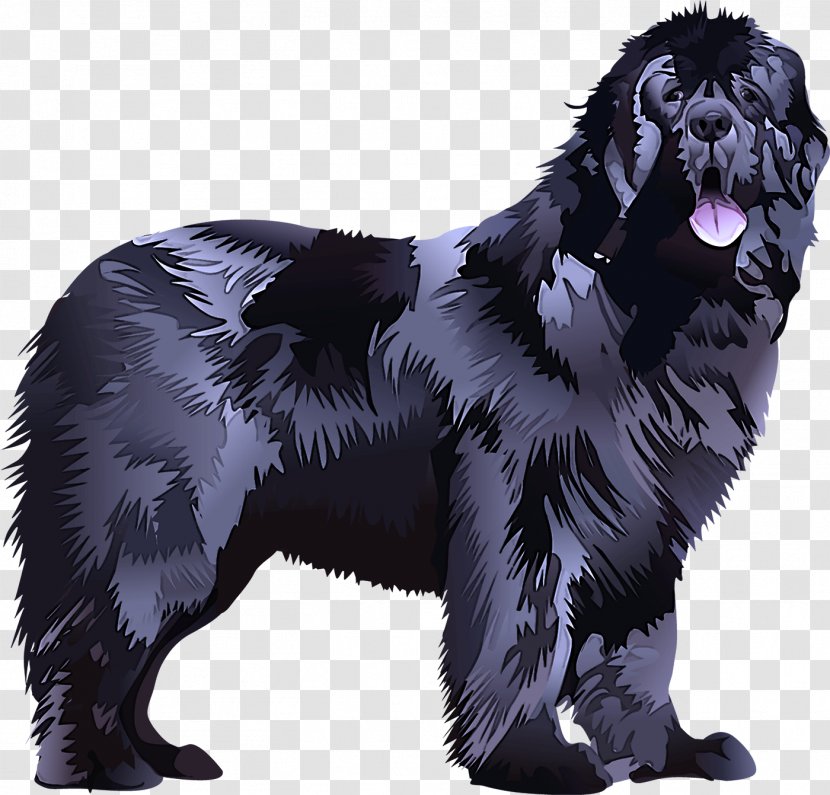 Dog Newfoundland Giant Breed Sporting Group Rare (dog) Transparent PNG