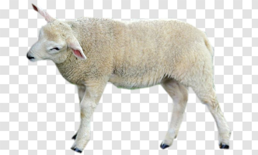 Sheep Cattle Goat Wildlife Terrestrial Animal - Like Mammal Transparent PNG