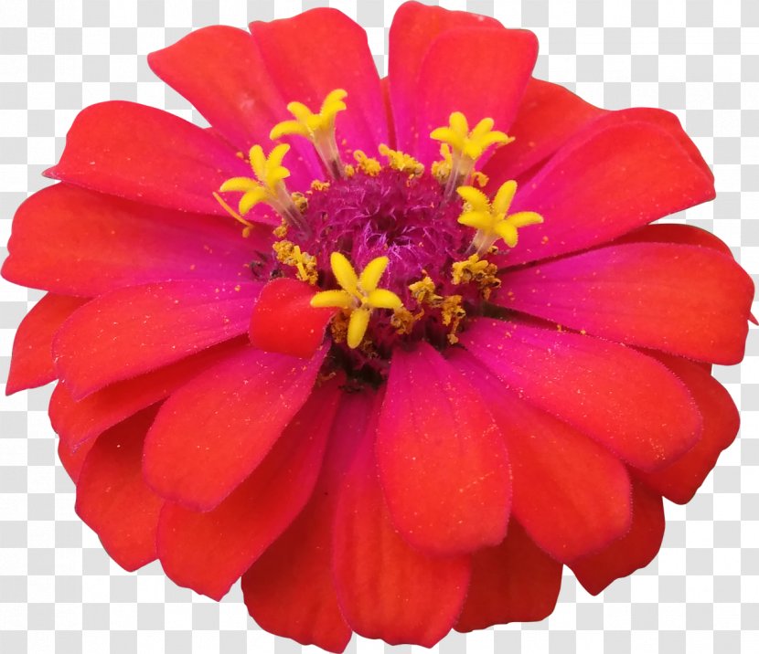 Common Zinnia Flower Garden Cosmos Transparent PNG